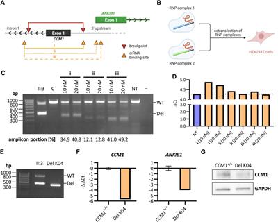 Using CRISPR/Cas9 genome editing in human iPSCs for deciphering the pathogenicity of a novel CCM1 transcription start site deletion